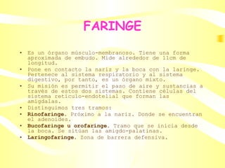 FARINGE Es un órgano músculo-membranoso. Tiene una forma aproximada de embudo. Mide alrededor de 11cm de longitud.  Pone en contacto la nariz y la boca con la laringe. Pertenece al sistema respiratorio y al sistema digestivo, por tanto, es un órgano mixto. Su misión es permitir el paso de aire y sustancias a través de estos dos sistemas. Contiene células del sistema retículo-endotelial que forman las amígdalas. Distinguimos tres tramos: Rinofaringe . Próximo a la nariz. Donde se encuentran el adenoides. Bucofaringe   u orofaringe.  Tramo que se inicia desde la boca. Se sitúan las amigdo-palatinas . Laringofaringe.  Zona de barrera defensiva.   