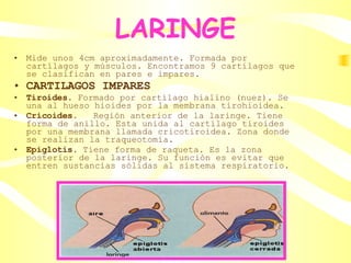 LARINGE Mide unos 4cm aproximadamente. Formada por cartílagos y músculos. Encontramos 9 cartílagos que se clasifican en pares e impares. CARTILAGOS IMPARES Tiroides.  Formado por cartílago hialino (nuez). Se una al hueso hioides por la membrana tirohioidea. Cricoides.  Región anterior de la laringe. Tiene forma de anillo. Esta unida al cartílago tiroides por una membrana llamada cricotiroidea. Zona donde se realizan la traqueotomía.  Epiglotis.  Tiene forma de raqueta. Es la zona posterior de la laringe. Su función es evitar que entren sustancias sólidas al sistema respiratorio. 