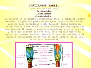 CARTILAGOS PARES.   Son dos de cada uno. Aritenoides. Cuneiformes. Corniculados.  La laringe es un órgano fundamental para la fonación. Están recubiertos por dos pares de pliegues. Hay cuatro cuerdas vocales (dos verdaderas y dos falsas). Estas membranas están unidas a dos músculos intrínsecos que los separan y los juntan. El espacio aumenta o disminuye y entra una luz y aire que produce los sonidos. Este espacio que queda entre las cuerdas vocales, los cartílagos aritenoides y el músculo aritenoides es lo que se llama GLOTIS (no es una estructura anatómica). 