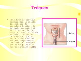 Tráquea  Mide 12cm de longitud. Formada por 15 anillos incompletos de cartílago hialino. En su parte posterior el anillo no se cierra. Esta cerrado por tejido muscular. Su misión principal es que no entren sustancias al sistema respiratorio. Contiene una membrana que se ocupa de ello que se denomina  carina. 