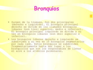 Bronquios Surgen de la traquea. Son dos principales (derecho e izquierdo). El bronquio principal derecho se divide en los llamados bronquios lobares (son tres: superior, medio e inferior). El bronquio principal izquierdo se divide a su vez en bronquios lobares (son dos: superior e inferior).  Los bronquios lobares derecho e izquierdo se subdividen a su vez en 10 bronquios segmentarios por cada lado. Estos bronquios se subdividen fragmentariamente hasta dar lugar a los bronquiolos que son los responsables de llevar el aire a los alvéolos pulmonares. 