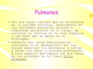 Pulmones Son dos masas cónicas que se encuentran en la cavidad torácica, exactamente en las cavidades pleurales derecha e izquierda existentes en el tórax. Se reconoce un vértice en la zona superior y una base que se apoya en el diafragma.  Presenta dos caras mediastenicas (situadas en el mediastino) por las cuales penetran los bronquios y entran y salen las venas y arteria pulmonares. A este espacio que separa las dos caras de los pulmones se le llama  hilio pulmonar 