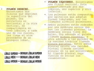 PULMÓN DERECHO.  Encontramos dos fisuras que deprimen la superficie del pulmón. Una estructura es horizontal y la otra vertical. Se compartimenta en tres lóbulos, a cada uno de los cuales, les llega el aire procedente de un bronquio lobar. PULMÓN IZQUIERDO.  Encontramos una fisura vertical. Esta compartimentado por dos lóbulos, uno superior y otro inferior. Los pulmones están compuestos por epitelios que adoptan formas lobuladas, son los llamados alvéolos pulmonares.  Ambos pulmones están rodeados por una membrana serosa que son las llamadas pleuras. La membrana serosa tiene dos hojas. Una adosada al pulmón llamada  pleura visceral , y otra adosada a las paredes de la cavidad torácica llamada  pleura parietal . Entre ambas pleuras existe una cavidad virtual llamada cavidad pleural en la que encontramos el líquido pleural cuya función es evitar los rozamientos. 
