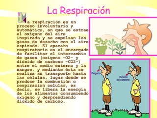 La Respiración a respiración es un proceso involuntario y automático, en que se extrae el oxígeno del aire inspirado y se expulsan los gases de desecho con el aire espirado. El aparato respiratorio es el encargado de facilitar el intercambio de gases (oxígeno -O2- y dióxido de carbono -CO2-) entre el medio externo y la sangre, y mediante ésta se realiza su transporte hasta las células, lugar donde se produce la combustión o respiración celular, es decir, se libera la energía de los alimentos consumiendo oxígeno y desprendiendo dióxido de carbono.  