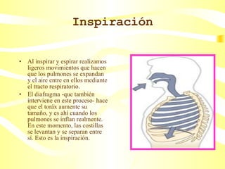 Inspiración Al inspirar y espirar realizamos ligeros movimientos que hacen que los pulmones se expandan y el aire entre en ellos mediante el tracto respiratorio. El diafragma -que también interviene en este proceso- hace que el toráx aumente su tamaño, y es ahí cuando los pulmones se inflan realmente. En este momento, las costillas se levantan y se separan entre sí. Esto es la inspiración. 