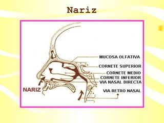 Nariz 