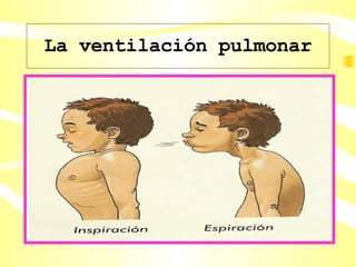 La ventilación pulmonar 