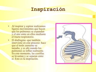 Inspiración <ul><li>Al inspirar y espirar realizamos ligeros movimientos que hacen que los pulmones se expandan y el aire ...