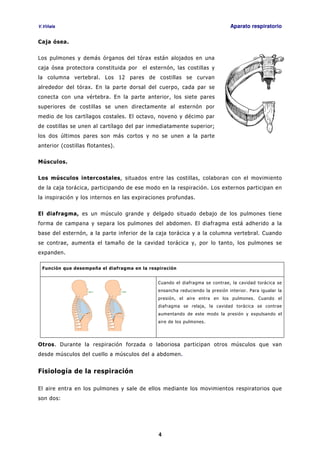 V.Viñals Aparato respiratorio
4
Caja ósea.
Los pulmones y demás órganos del tórax están alojados en una
caja ósea protectora constituida por el esternón, las costillas y
la columna vertebral. Los 12 pares de costillas se curvan
alrededor del tórax. En la parte dorsal del cuerpo, cada par se
conecta con una vértebra. En la parte anterior, los siete pares
superiores de costillas se unen directamente al esternón por
medio de los cartílagos costales. El octavo, noveno y décimo par
de costillas se unen al cartílago del par inmediatamente superior;
los dos últimos pares son más cortos y no se unen a la parte
anterior (costillas flotantes).
Músculos.
Los músculos intercostales, situados entre las costillas, colaboran con el movimiento
de la caja torácica, participando de ese modo en la respiración. Los externos participan en
la inspiración y los internos en las expiraciones profundas.
El diafragma, es un músculo grande y delgado situado debajo de los pulmones tiene
forma de campana y separa los pulmones del abdomen. El diafragma está adherido a la
base del esternón, a la parte inferior de la caja torácica y a la columna vertebral. Cuando
se contrae, aumenta el tamaño de la cavidad torácica y, por lo tanto, los pulmones se
expanden.
Función que desempeña el diafragma en la respiración
Cuando el diafragma se contrae, la cavidad torácica se
ensancha reduciendo la presión interior. Para igualar la
presión, el aire entra en los pulmones. Cuando el
diafragma se relaja, la cavidad torácica se contrae
aumentando de este modo la presión y expulsando el
aire de los pulmones.
Otros. Durante la respiración forzada o laboriosa participan otros músculos que van
desde músculos del cuello a músculos del a abdomen.
Fisiología de la respiración
El aire entra en los pulmones y sale de ellos mediante los movimientos respiratorios que
son dos:
 