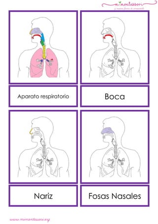 www.mimontessori.org
Aparato respiratorio Boca
Nariz Fosas Nasales
 