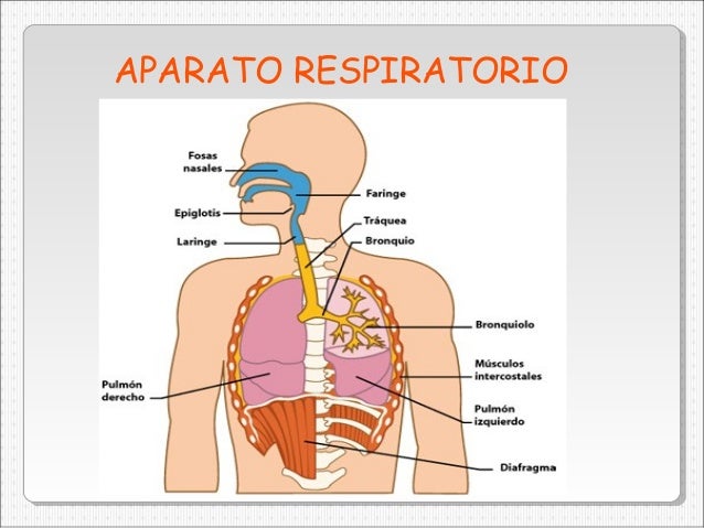 Aparato respiratorio 4 to prof Hilda Fermin