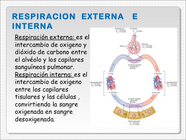 APARATO RESPIRATORIO