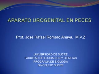APARATO UROGENITAL EN PECES Prof. José Rafael Romero Anaya.  M.V.Z UNIVERSIDAD DE SUCRE FACULTAD DE EDUCACION Y CIENCIAS PROGRAMA DE BIOLOGIA SINCELEJO SUCRE 