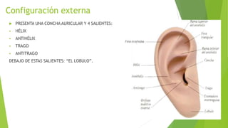 Configuración externa
 PRESENTA UNA CONCHA AURICULAR Y 4 SALIENTES:
 HÉLIX
 ANTIHÉLIX
 TRAGO
 ANTITRAGO
DEBAJO DE ESTAS SALIENTES: “EL LOBULO”.
 