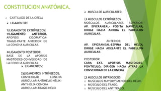  CARTILAGO DE LA OREJA
CONSTITUCION ANATÓMICA.
 LIGAMENTOS:
1)LIGAMENTOS EXTRÍNSECOS:
LIGAMENTO ANTERIOR.
APOFISIS CIGOMATICA-
TRAGO-PARTE ANTERIOR DE
LA CONCHA AURICULAR.
LIGAMENTO POSTERIOR.
BASE DE LA APOFISIS
MASTOIDES-CONVEXIDAD DE
LA CONCHA AURICULAR.
 LIGAMENTOS:
2)LIGAMENTOS INTRÍNSECOS:
CONVEXIDAD CONCHA
AURICULAR-ANTIHÉLIX-HÉLIX-
ANTIHÉLIX-CONCHA
AURICULAR-TRAGO-HÉLIX
 MUSCULOS AURICULARES:
 MUSCULOS EXTRÍNSECOS
MÚSCULOS AURICULARES SUPERIOR:
AP. EPICRANEAL- FOSITA NAVICULAR;
DIRIGE HACIA ARRIBA EL PABELLON
AURICULAR.
ANTERIOR:
AP. EPICRANEAL-ESPINA DEL HÉLIX;
DIRIGE HACIA ADELANTE EL PABELLON
AURICULAR.
POSTERIOR.
CARA EXT. APOFISIS MASTOIDES-
PONTICULO; DIRIGEN HACIA ATRÁS LA
CONVEXIDAD DE LA CONCHA
 MUSCULOS INTRÍNSECOS:
o MUSCULOS MAYORY MENOR DEL HÉLIX.
o MÚSCULO DELTRAGO.
o MÚSCULO DEL ANTITRAGO.
 