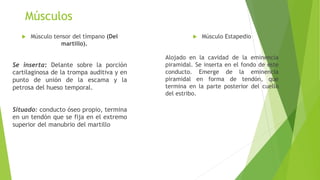 Músculos
 Músculo tensor del tímpano (Del
martillo).
Se inserta: Delante sobre la porción
cartilaginosa de la trompa auditiva y en
punto de unión de la escama y la
petrosa del hueso temporal.
Situado: conducto óseo propio, termina
en un tendón que se fija en el extremo
superior del manubrio del martillo
 Músculo Estapedio
Alojado en la cavidad de la eminencia
piramidal. Se inserta en el fondo de este
conducto. Emerge de la eminencia
piramidal en forma de tendón, que
termina en la parte posterior del cuello
del estribo.
 