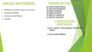 ANEXOS MASTOIDEOS.
 ENTRADA AL ANTRO. (Aditus ad Antrum).
 ANTRO MASTOIDEO
 CELDILLAS MASTOIDEAS
 MUCOSA
TROMPA DE EUSTAQUIO.
 CARA ANTEROLATERAL
 CARA POSTEROMEDIAL
 BORDE SUPERIOR
 BORDE INFERIOR
 ORIFICIO TIMPANICO
 ORIFICIO FARINGEO
CONSTITUCIÓN
ANATÓMICA.
 UNA LAMINA CARTILAGINOSA POSTERIOR Y
MEDIAL.
 UNA LAMINA FIBROSA.
 
