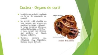  La cóclea es un tubo enrollado
en forma de caparazón de
caracol.
 Su sección está dividida en
tres canales, que avanzan en
paralelo: La rampa vestibular y
la rampa timpánica (llenas de
un líquido llamado perilinfa), y
el canal coclear, más estrecho,
que contiene un líquido
llamado endolinfa.
 También contiene una
estructura muy importante
llamada órgano de Corti.
Coclea - Organo de corti
 