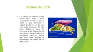  Las ondas de presión hacen
oscilar hacia arriba y hacia
abajo la fina membrana basilar
sobre la que descansa el
órgano de Corti, por lo cual
éste oscila al compás de este
baile. Debido a estar los
extremos de los filamentos de
sus células ciliadas fijados a la
membrana tectoria, resulta
que estos cilios realizan un
movimiento de cizalla, de un
lado a otro.
Organo de corti
 