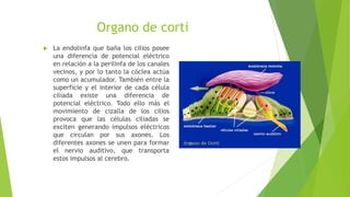  La endolinfa que baña los cilios posee
una diferencia de potencial eléctrico
en relación a la perilinfa de los canales
vecinos, y por lo tanto la cóclea actúa
como un acumulador. También entre la
superficie y el interior de cada célula
ciliada existe una diferencia de
potencial eléctrico. Todo ello más el
movimiento de cizalla de los cilios
provoca que las células ciliadas se
exciten generando impulsos eléctricos
que circulan por sus axones. Los
diferentes axones se unen para formar
el nervio auditivo, que transporta
estos impulsos al cerebro.
Organo de corti
 
