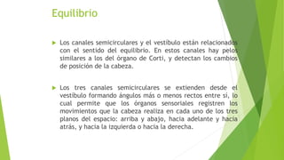 Equilibrio
 Los canales semicirculares y el vestíbulo están relacionados
con el sentido del equilibrio. En estos canales hay pelos
similares a los del órgano de Corti, y detectan los cambios
de posición de la cabeza.
 Los tres canales semicirculares se extienden desde el
vestíbulo formando ángulos más o menos rectos entre sí, lo
cual permite que los órganos sensoriales registren los
movimientos que la cabeza realiza en cada uno de los tres
planos del espacio: arriba y abajo, hacia adelante y hacia
atrás, y hacia la izquierda o hacia la derecha.
 