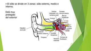 • El oído se divide en 3 zonas: oído externo, medio e
interno.
Está muy
protegido
del exterior
Conducto
Auditivo externo
Tímpano Trompa de
EustaquioVentana
redonda
Cavidad
timpánica
Martillo
Yunque
Estribo
(Adosado a la
ventana oval)
Canales
semicirculares
Cóclea
Nervio
coclear
Nervio
vestibular
Pabellón
auricular
 