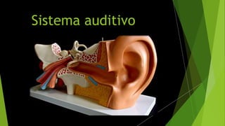 Sistema auditivo
 