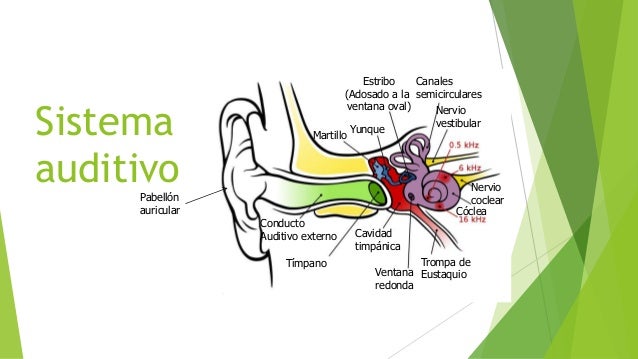 Aparato auditivo