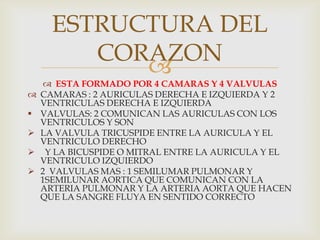 ESTRUCTURA DEL
CORAZON









 ESTA FORMADO POR 4 CAMARAS Y 4 VALVULAS
CAMARAS : 2 AURICULAS DERECHA E IZQUIERDA Y 2
VENTRICULAS DERECHA E IZQUIERDA
VALVULAS: 2 COMUNICAN LAS AURICULAS CON LOS
VENTRICULOS Y SON
LA VALVULA TRICUSPIDE ENTRE LA AURICULA Y EL
VENTRICULO DERECHO
Y LA BICUSPIDE O MITRAL ENTRE LA AURICULA Y EL
VENTRICULO IZQUIERDO
2 VALVULAS MAS : 1 SEMILUMAR PULMONAR Y
1SEMILUNAR AORTICA QUE COMUNICAN CON LA
ARTERIA PULMONAR Y LA ARTERIA AORTA QUE HACEN
QUE LA SANGRE FLUYA EN SENTIDO CORRECTO

 