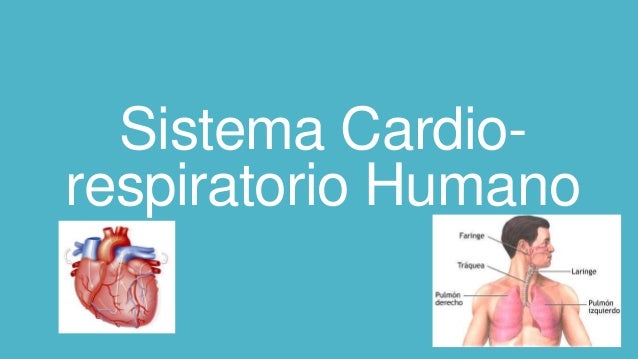 sistema cardio