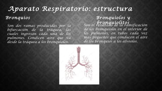 Aparato Respiratorio: estructura
Bronquios
Son dos ramas producidas por la
bifurcación de la tráquea, las
cuales ingresan cada una de los
pulmones. Condicen aire que va
desde la tráquea a los bronquiolos.
Bronquiolos y
bronquiolitos
Son el resultado de la ramificación
de los bronquiolos en el interior de
los pulmones, en tubos cada vez
mas pequeños que conducen el aire
de los bronquios a los alveolos.
 