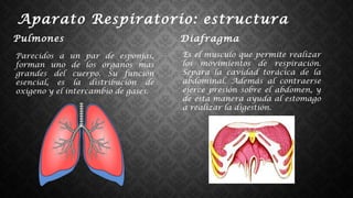 Aparato Respiratorio: estructura
Pulmones
Parecidos a un par de esponjas,
forman uno de los órganos mas
grandes del cuerpo. Su función
esencial, es la distribución de
oxigeno y el intercambio de gases.
Diafragma
Es el musculo que permite realizar
los movimientos de respiración.
Separa la cavidad torácica de la
abdominal. Además al contraerse
ejerce presión sobre el abdomen, y
de esta manera ayuda al estomago
a realizar la digestión.
 