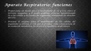 Aparato Respiratorio: funciones
1. Proporciona un medio para el intercambio de O2 y CO2, entre el
torrente sanguíneo y el medio ambiente externo, suministrando
O2 a las células y los tejidos del organismo, eliminando los desechos
del CO2.
2. Procura el oxigeno para el metabolismo de las células del
organismo y elimina el CO2 que se produce como consecuencia de
la oxidación metabólica; favorecerá el equilibrio acido-básico.
 