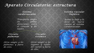 Sistema
cardiovascular
Sistema vascular
linfático
Transporta sangre
en ambas
direcciones entre
el corazón y los
tejidos.
Reúne la linfa y la
lleva de nueva
cuenta al sistema
cardiovascular.
Circuito
pulmonar
Circuito
sistémico
Lleva sangre a los
pulmones y fuera
de estos.
Lleva sangre a los
órganos y tejidos
del cuerpo y fuera
de ellos.
Aparato Circulatorio: estructura
 