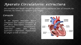 Los circuitos por donde circula la sangre están compuestos por: el corazón, las
arterias, las venas, los capilares y la sangre.
Aparato Circulatorio: estructura
Corazón
Es un órgano muscular hueco
compuesto por cuatro cavidades, y
por fibras musculares estriadas de
contracción involuntaria.
Funciona como una bomba
aspirante e impelente, impulsando
la sangre a todo el cuerpo.
 