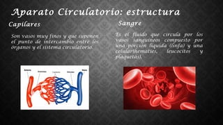 Aparato Circulatorio: estructura
Capilares
Son vasos muy finos y que suponen
el punto de intercambio entre los
órganos y el sistema circulatorio.
Sangre
Es el fluido que circula por los
vasos sanguíneos compuesto por
una porción liquida (linfa) y una
celular(hematíes, leucocitos y
plaquetas).
 