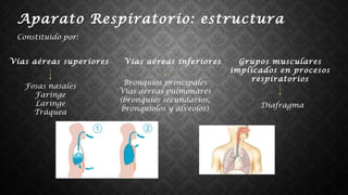 Constituido por:
Aparato Respiratorio: estructura
Fosas nasales
Faringe
Laringe
Tráquea
Bronquios principales
Vías aéreas pulmonares
(bronquios secundarios,
bronquiolos y alveolos)
Vías aéreas superiores Vías aéreas inferiores Grupos musculares
implicados en procesos
respiratorios
Diafragma
 