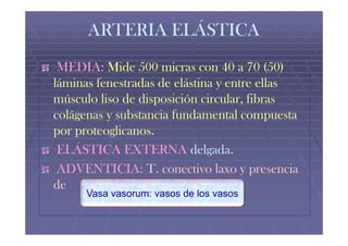 ARTERIA ELÁSTICA
 MEDIA: Mide 500 micras con 40 a 70 (50)
láminas fenestradas de elástina y entre ellas
músculo liso de disposición circular, fibras
colágenas y substancia fundamental compuesta
por proteoglicanos.
 ELÁSTICA EXTERNA delgada.
 ADVENTICIA: T. conectivo laxo y presencia
de
      Vasa vasorum: vasos de los vasos
 