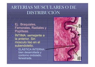 ARTERIAS MUSCULARES O DE
      DISTRIBUCIÓN

 Ej.: Braquiales,
 Femorales, Radiales y
 Poplíteas.
 Poplíteas.
 ÍNTIMA: semejante a
 la anterior. Sin
 músculo liso en el
 subendotelio.
 subendotelio.
   ELÁSTICA INTERNA:
   bien desarrollada y
   contorno ondulado,
   fenestrada.
 