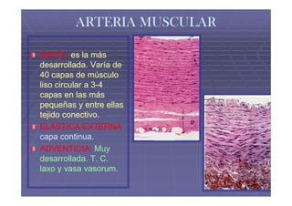 ARTERIA MUSCULAR

MEDIA: es la más
desarrollada. Varía de
40 capas de músculo
liso circular a 3-4
                3-
capas en las más
pequeñas y entre ellas
tejido conectivo.
ELÁSTICA EXTERNA
capa continua.
       continua.
ADVENTICIA: Muy
desarrollada. T. C.
laxo y vasa vasorum.
 