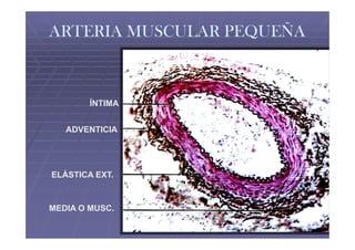 ARTERIA MUSCULAR PEQUEÑA



        ÍNTIMA


   ADVENTICIA




ELÁSTICA EXT.


MEDIA O MUSC.
 