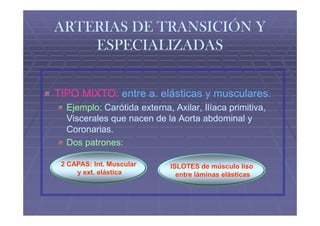 ARTERIAS DE TRANSICIÓN Y
    ESPECIALIZADAS


TIPO MIXTO: entre a. elásticas y musculares.
  Ejemplo: Carótida externa, Axilar, Ilíaca primitiva,
  Viscerales que nacen de la Aorta abdominal y
  Coronarias.
  Dos patrones:

 2 CAPAS: Int. Muscular      ISLOTES de músculo liso
     y ext. elástica           entre láminas elásticas
 