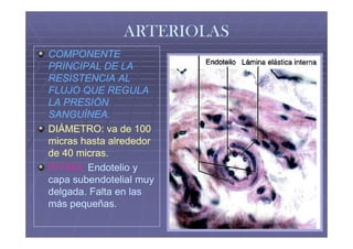 ARTERIOLAS
COMPONENTE
PRINCIPAL DE LA
RESISTENCIA AL
FLUJO QUE REGULA
LA PRESIÓN
SANGUÍNEA.
DIÁMETRO: va de 100
micras hasta alrededor
de 40 micras.
ÍNTIMA: Endotelio y
capa subendotelial muy
delgada. Falta en las
más pequeñas.
 