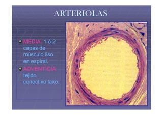 ARTERIOLAS


MEDIA: 1 ó 2
capas de
músculo liso
en espiral.
ADVENTICIA:
tejido
conectivo laxo.
 