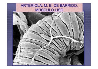 ARTERIOLA: M. E. DE BARRIDO.
      MÚSCULO LISO
 