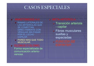 CASOS ESPECIALES

ANASTOMOSIS A-V
            A-           META-
                         META-ARTERIOLA:
  RAMAS LATERALES DE       Transición arteriola
  LAS ARTERIOLAS QUE
  SE CONECTAN              - capilar
  DIRECTAMENTE CON
  VÉNULAS SIN PASAR
                           Fibras musculares
  POR EL LECHO             sueltas y
  CAPILAR.                 espaciadas
  PARED MAS QUE TODO
  MUSCULAR.                FUNCIÓN DE
GLOMUS O GLOMO,            ESFINTER
Forma especializada de
comunicación arterio-
             arterio-
venosa.
 