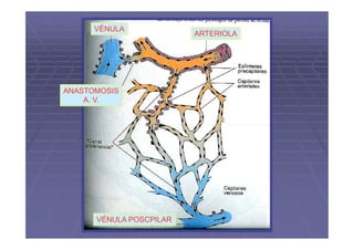 VÉNULA
                         ARTERIOLA




ANASTOMOSIS
    A. V.




      VÉNULA POSCPILAR
 