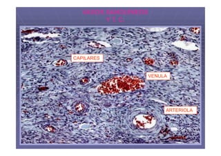 VASOS SANGUÍNEOS
         Y T. C.




CAPILARES


                  VENULA




                       ARTERIOLA
 
