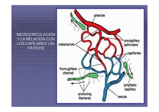 MICROCIRCULACIÓN
Y LA RELACIÓN CON
LOS CAPILARES LIN-
      FÁTICOS
 