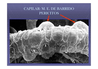 CAPILAR: M. E. DE BARRIDO
       PERICITOS
 